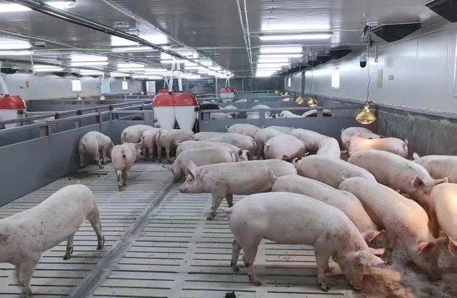 τελευταία εταιρεία περί 3000 αγρόκτημα παχαίνοντας χοίρων στη Ρωσία
