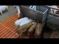 Τροφοδότες γουρουνιών ανοξείδωτου εξοπλισμού σίτισης ζωικού κεφαλαίου χοίρων απογαλάκτισης