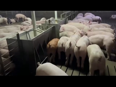 Αυτόματος τροφοδότης ανοξείδωτου γεωργίας για το γουρούνι χοίρων αντιοξειδωτικό